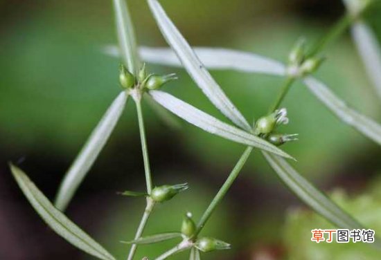 【百花蛇舌草】百花蛇舌草的介绍