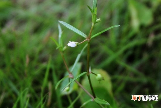 【百花蛇舌草】百花蛇舌草的介绍