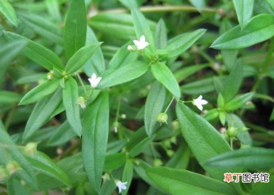 【百花蛇舌草】百花蛇舌草的介绍