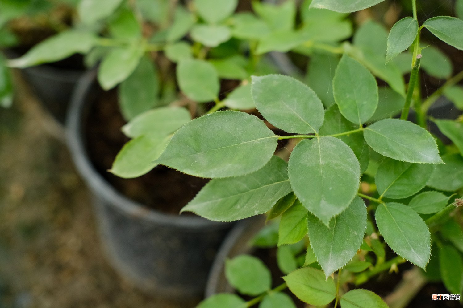 月季的种植时间