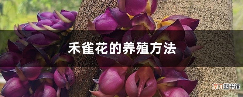 禾雀花的养殖方法