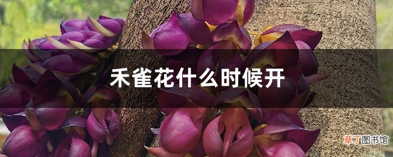 禾雀花什么时候开