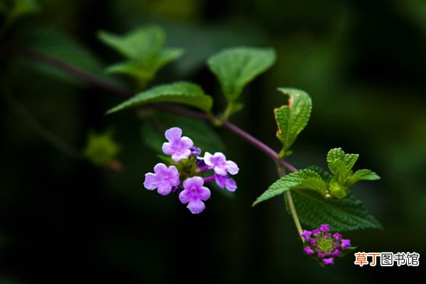 香水草什么时候开花