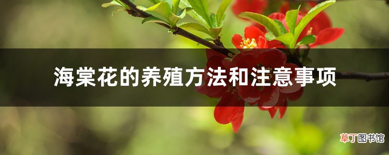 海棠花的养殖方法和注意事项