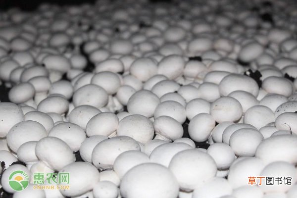 双孢菇的产地是哪里？如何选购？