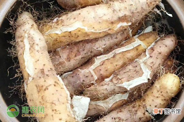 毛薯产地在哪？毛薯和山药有什么区别？