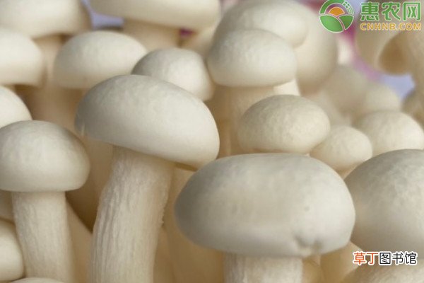 白玉菇的产地在哪里？白玉菇和海鲜菇的区别
