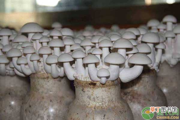 白玉菇的产地在哪里？白玉菇和海鲜菇的区别