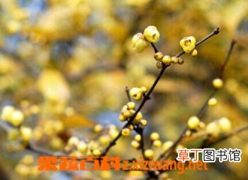 腊梅花图片 腊梅花种植方法技巧