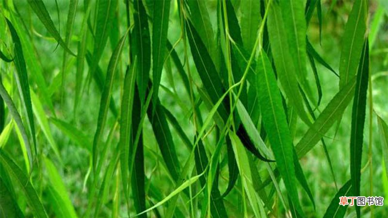 柳树枝泡多久浇花