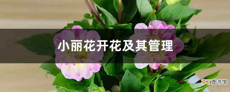 小丽花开花及其管理