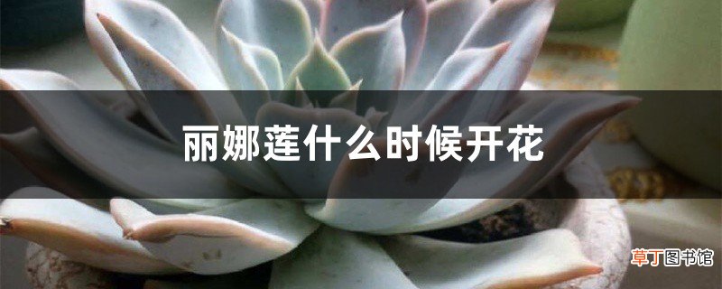 丽娜莲什么时候开花