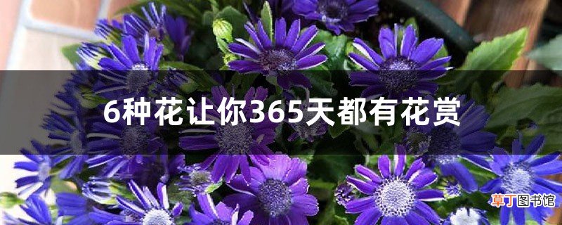 6种花让你365天都有花赏