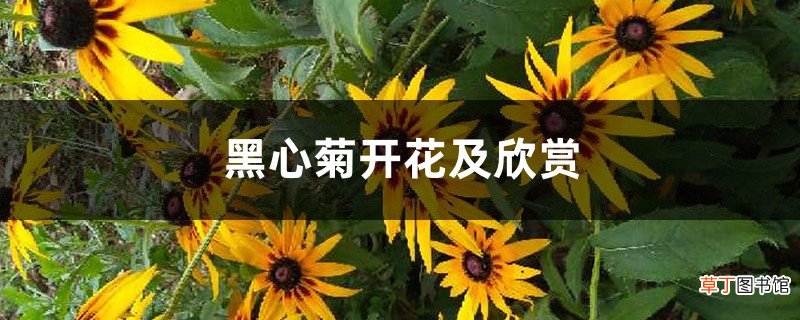 黑心菊开花及欣赏