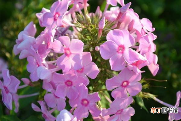现在入手这13种花，不怕冬天没花赏