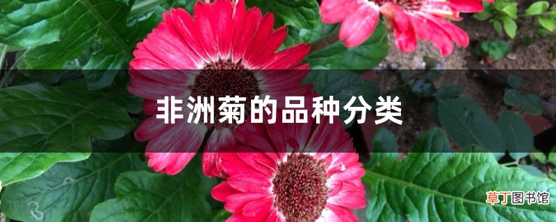 非洲菊的品种分类