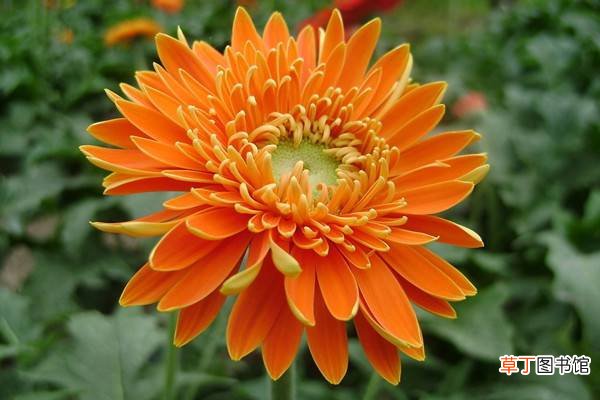 向日葵、太阳花、非洲菊……你能分清吗