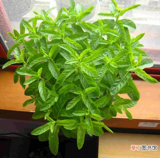 【芗草】芗草的介绍，芗草的功效，芗草的养殖方法