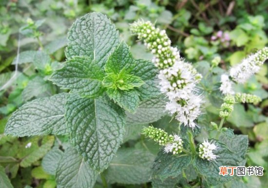 【芗草】芗草的介绍，芗草的功效，芗草的养殖方法