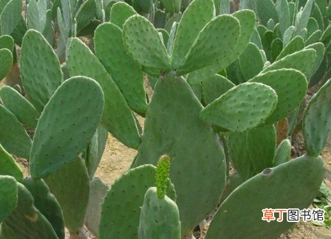仙人掌可以吃吗