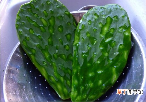 仙人掌可以吃吗