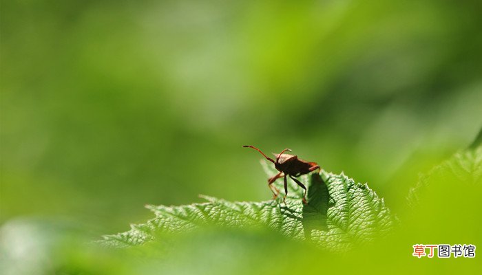 蜱虫长什么样子
