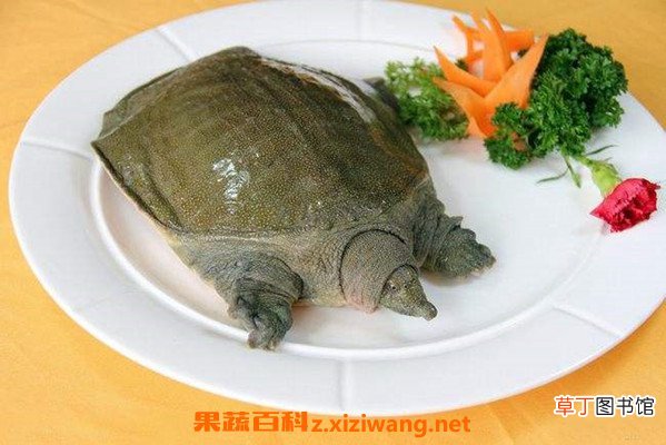 野生甲鱼适合什么人吃 野生甲鱼的食用禁忌