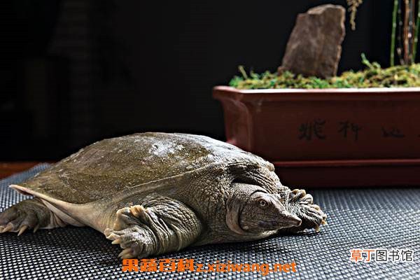 野生甲鱼适合什么人吃 野生甲鱼的食用禁忌