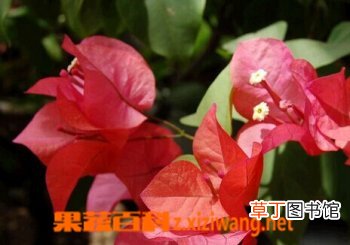光叶子花的功效与作用