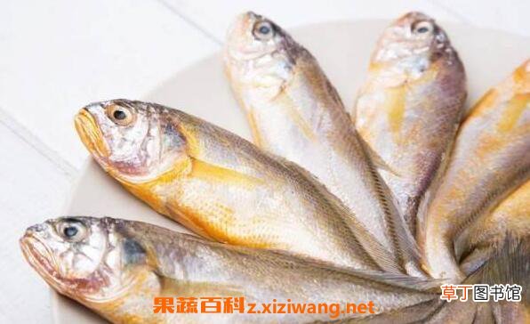 大黄鱼与小黄鱼的区别