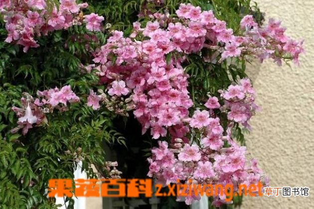 厚萼凌霄的功效与作用