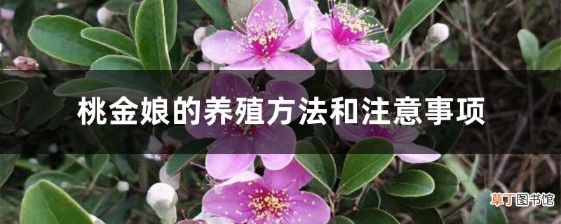 桃金娘的养殖方法和注意事项
