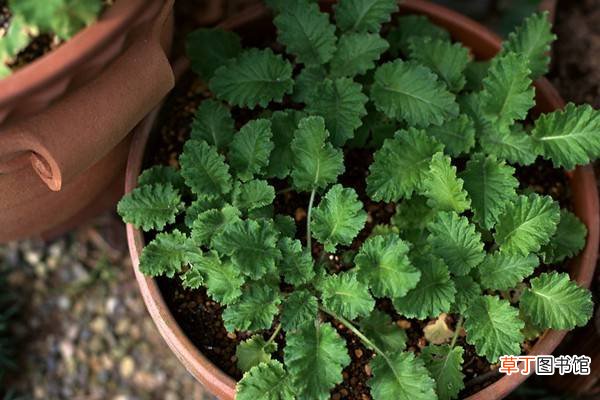 6种植物的香气，竟然还能防病治病