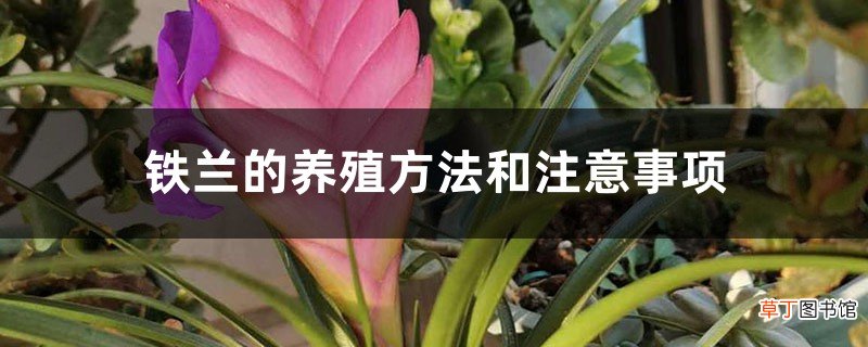铁兰的养殖方法和注意事项