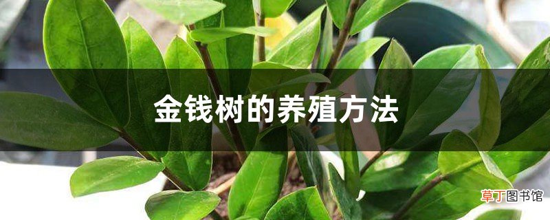 金钱树的养殖方法