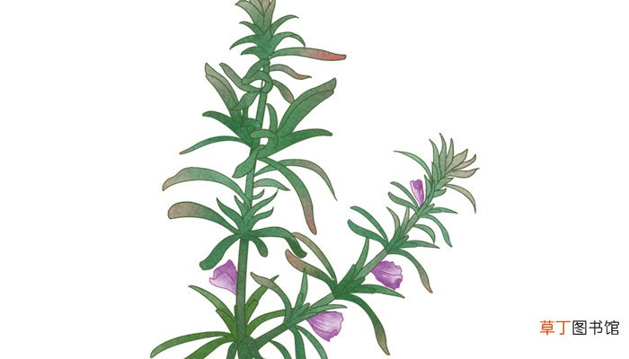 猫薄荷是荆芥吗