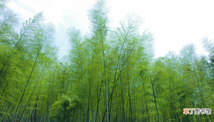 竹子象征