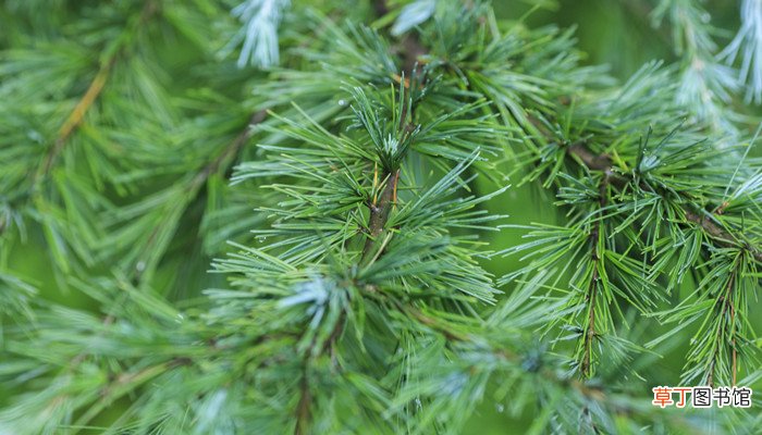 古柯树叶中提取的一种生物碱叫什名字