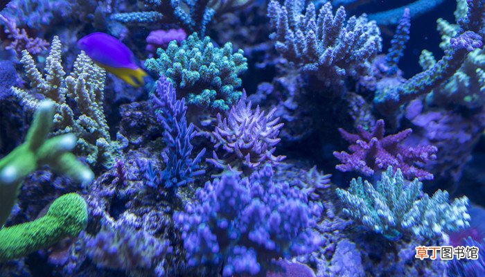 珊瑚是植物还是动物?为什么?