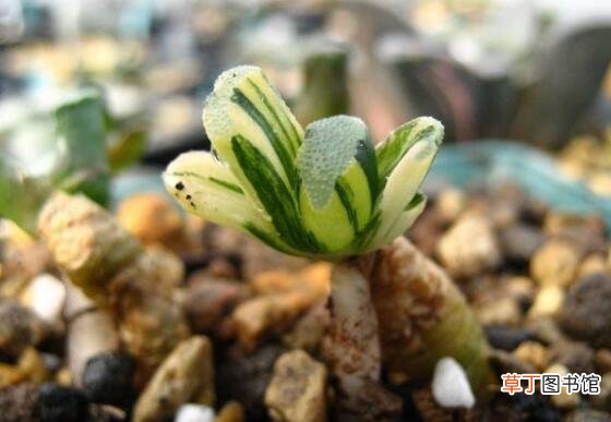 多肉植物玉扇的养殖方法