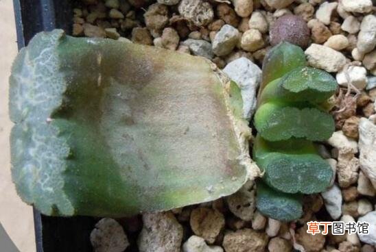 多肉植物玉扇的养殖方法
