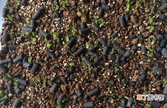多肉植物玉扇的养殖方法