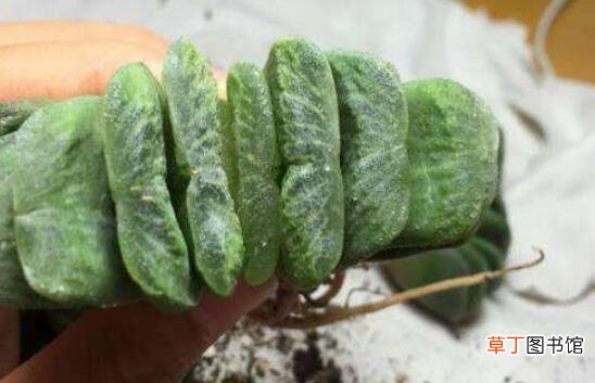 多肉植物玉扇的养殖方法