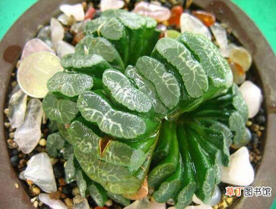 多肉植物玉扇的养殖方法