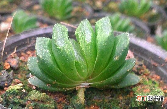 多肉植物玉扇的养殖方法