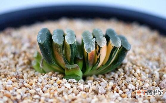 多肉植物玉扇的养殖方法