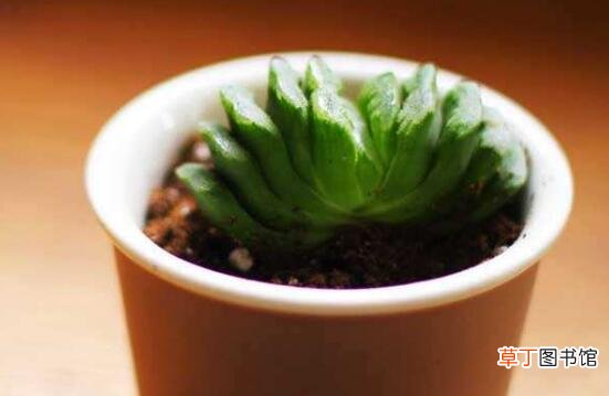 多肉植物玉扇的养殖方法