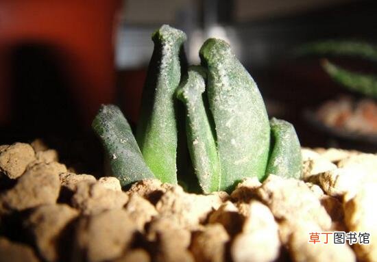 多肉植物玉扇的养殖方法
