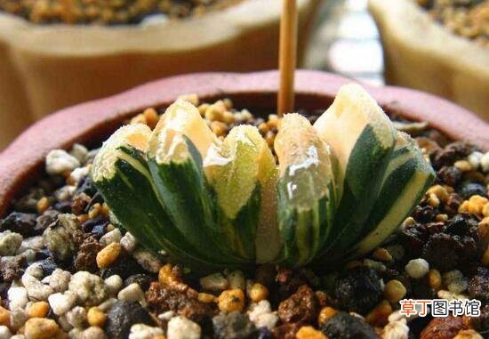 多肉植物玉扇的养殖方法