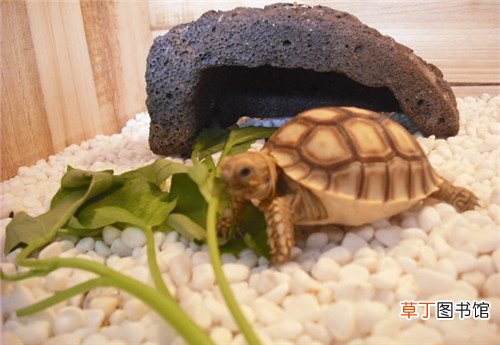 苏卡达陆龟如何饲养